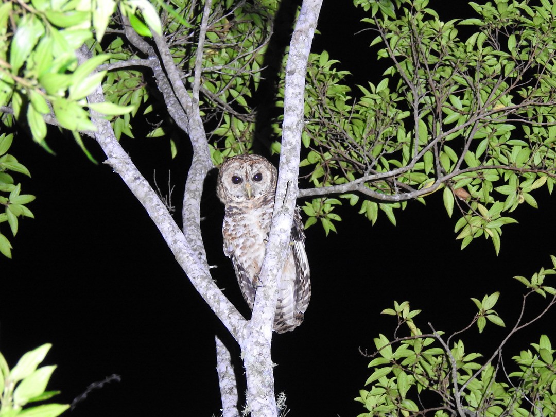 Rusty-barred Owl - ML635891589