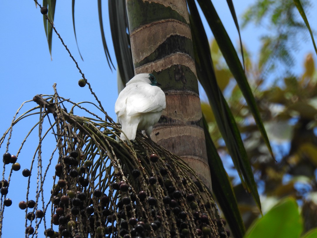 Bare-throated Bellbird - ML635891654