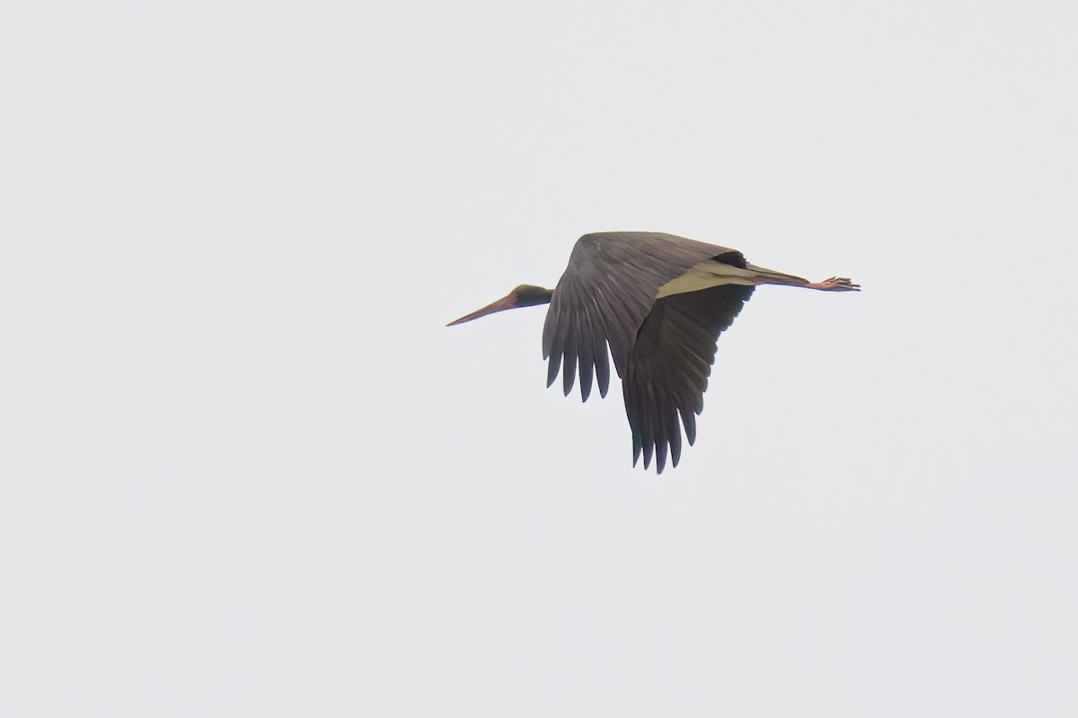 Black Stork - ML635891667