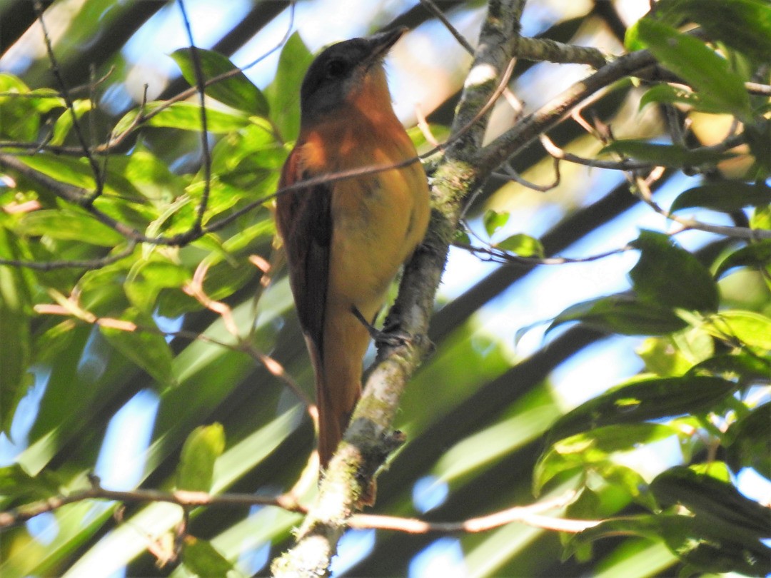 Rufous-tailed Attila - ML635891678