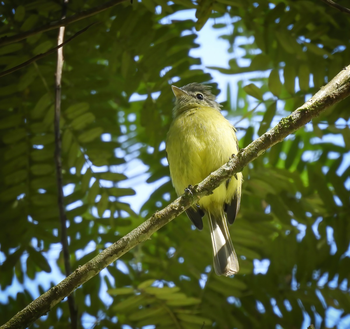 Yellow-olive Flatbill - ML635891868