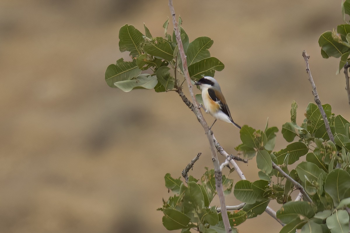 Bay-backed Shrike - ML635891870