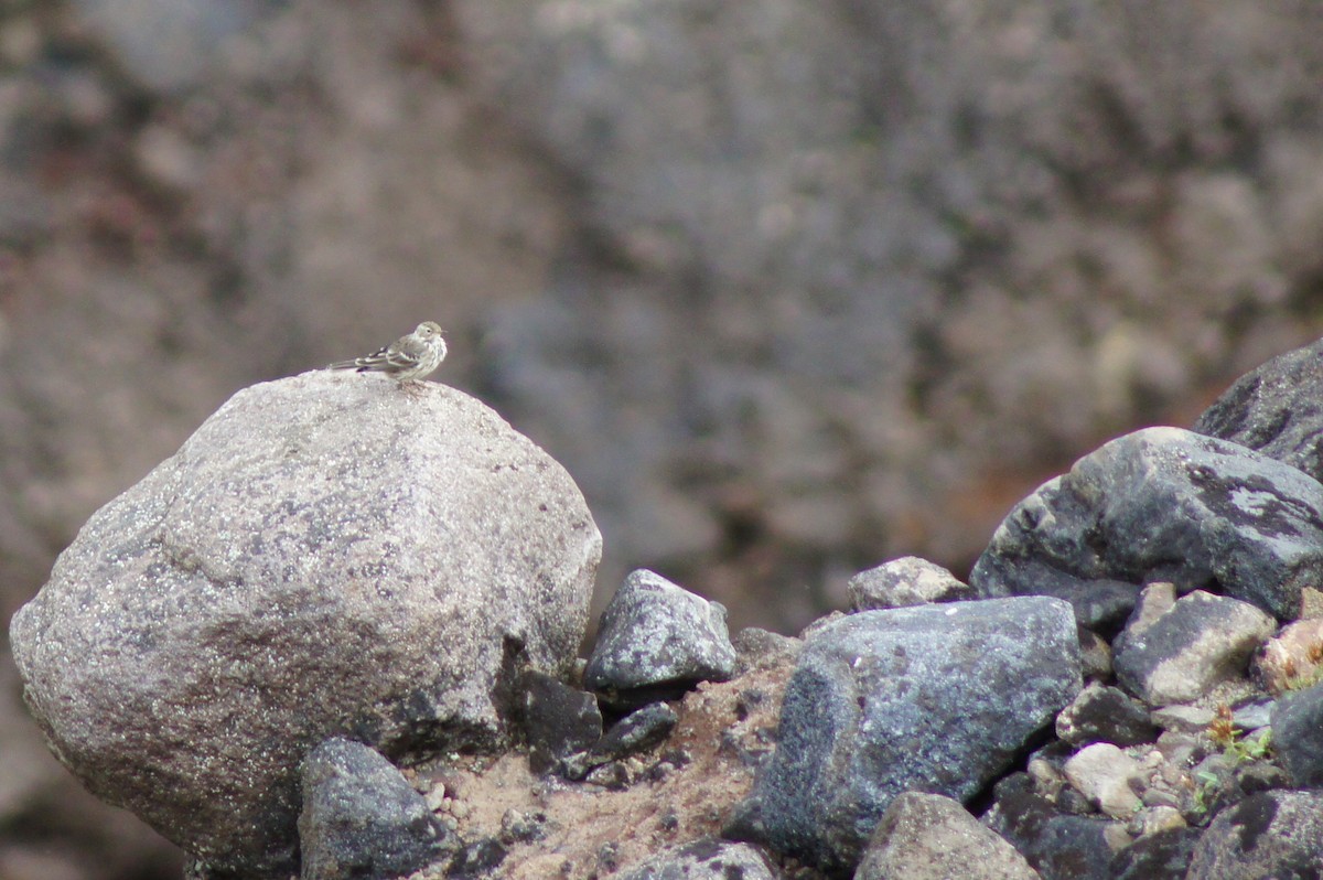 Siberian Pipit - ML635892051