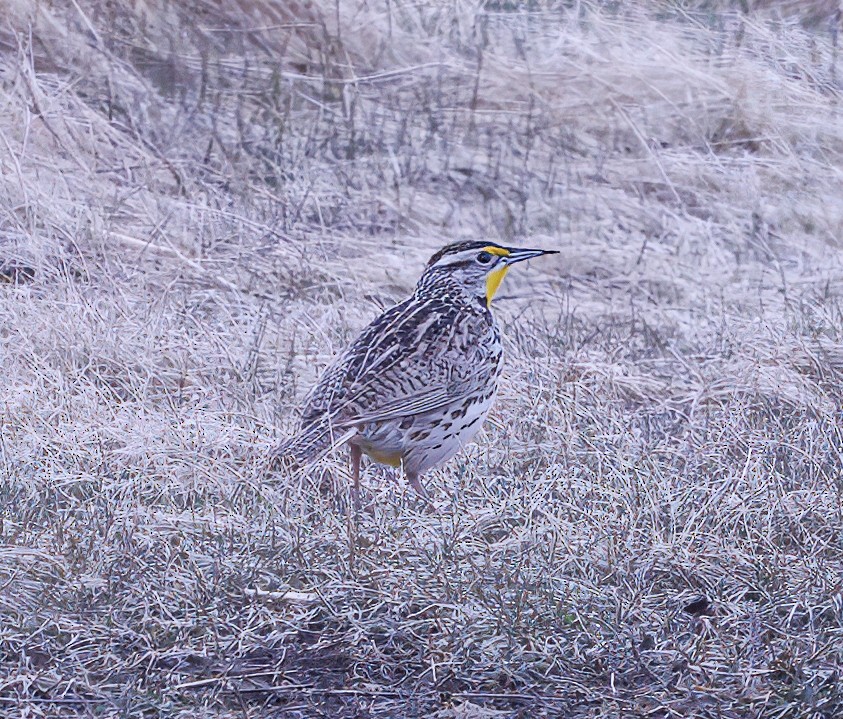 Western Meadowlark - ML635892076