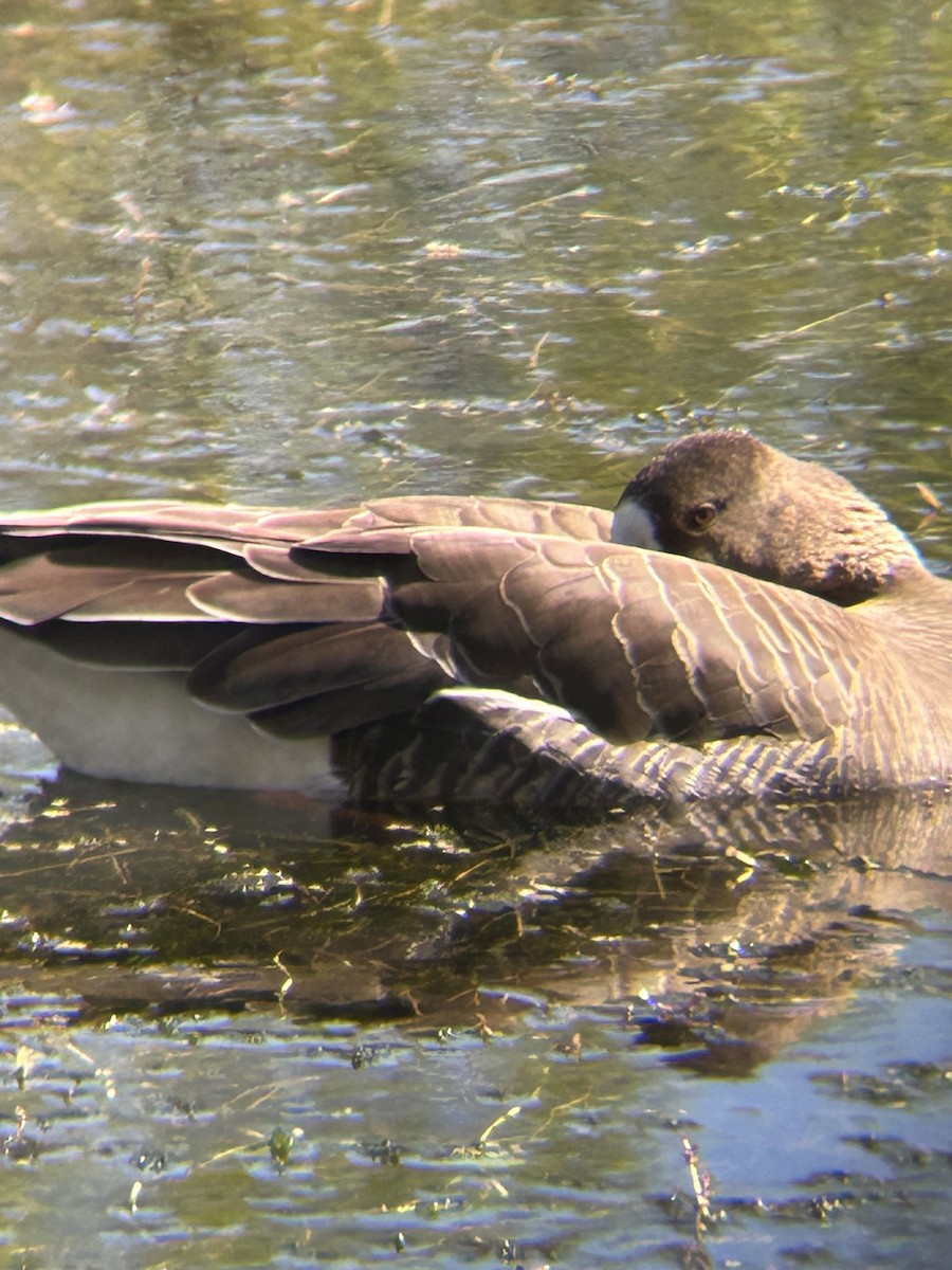 Greater White-fronted Goose - ML635892137