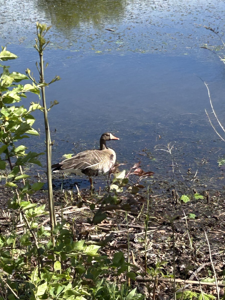 Greater White-fronted Goose - ML635892138