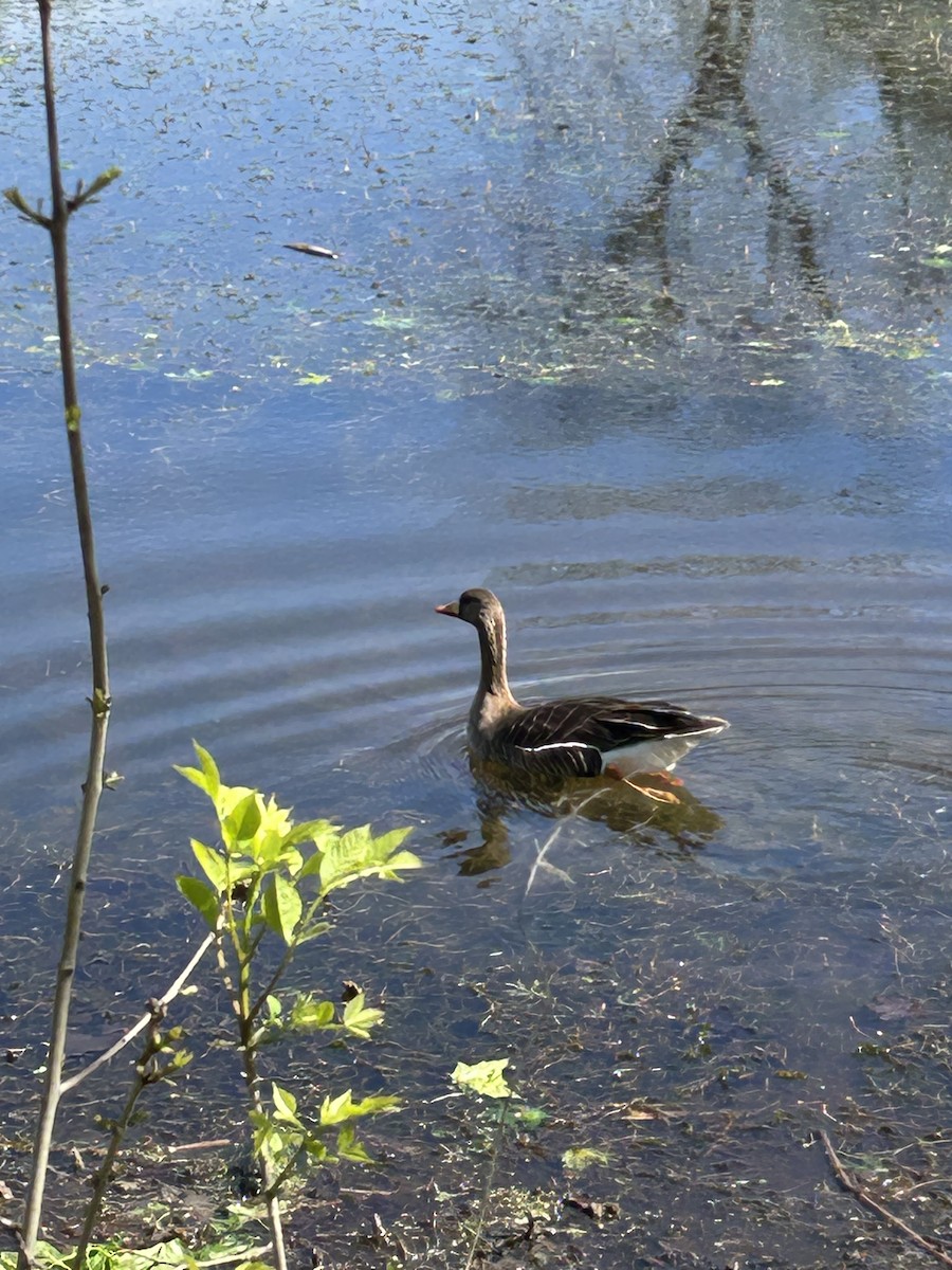 Greater White-fronted Goose - ML635892139