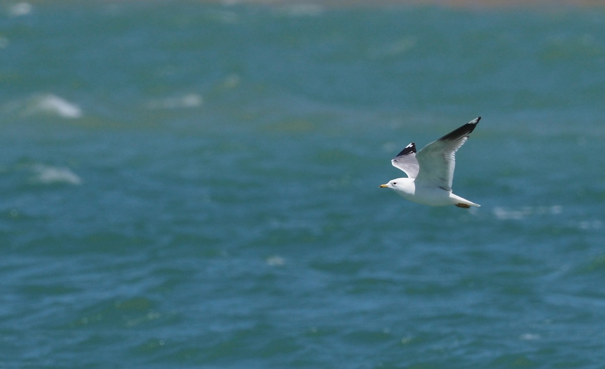 Common Gull (Russian) - ML635892206