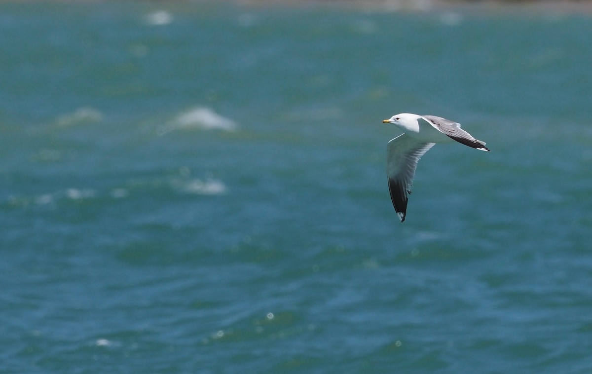 Common Gull (Russian) - ML635892211