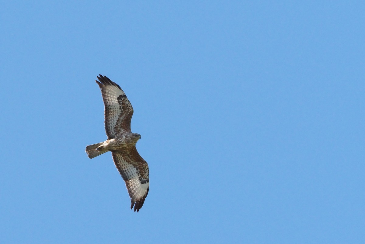 歐亞鵟(vulpinus/menetriesi) - ML635892390