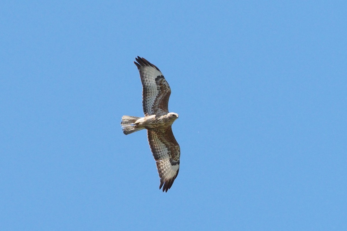 歐亞鵟(vulpinus/menetriesi) - ML635892395
