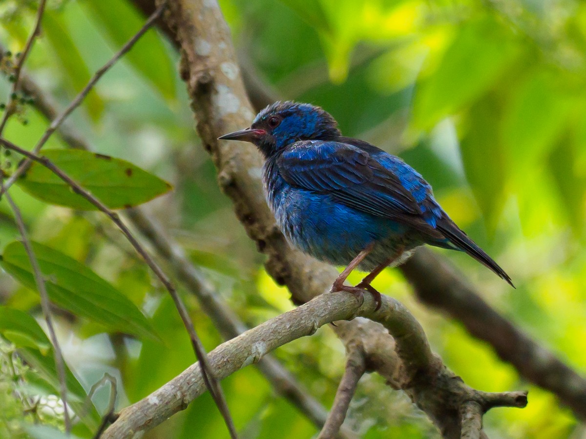 Blue Dacnis - ML635892484