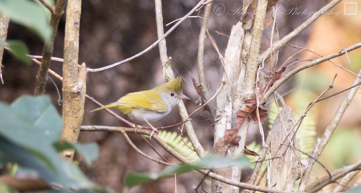 White-bellied Erpornis - ML635892556