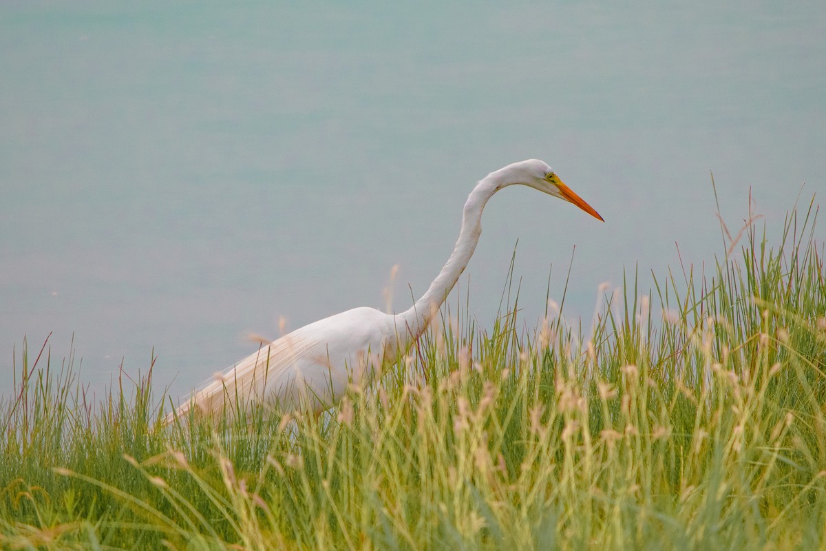 heron sp. - ML635892617