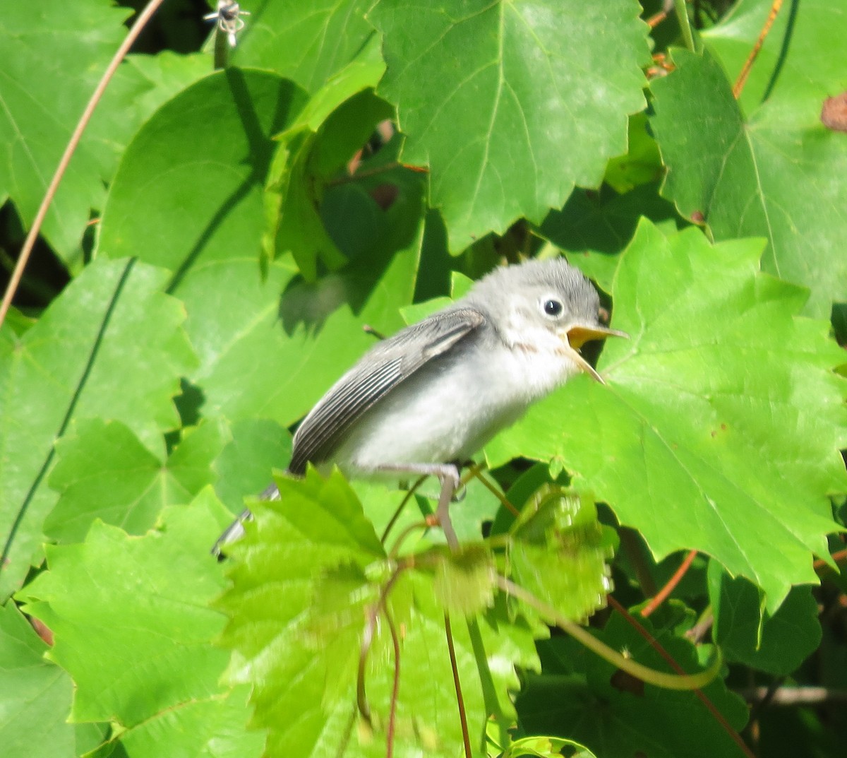 Blue-gray Gnatcatcher - ML635892619