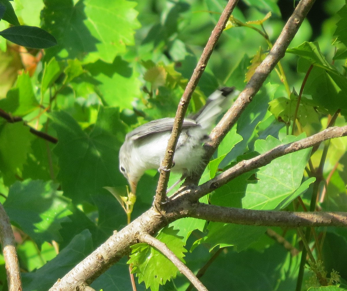 Blue-gray Gnatcatcher - ML635892620