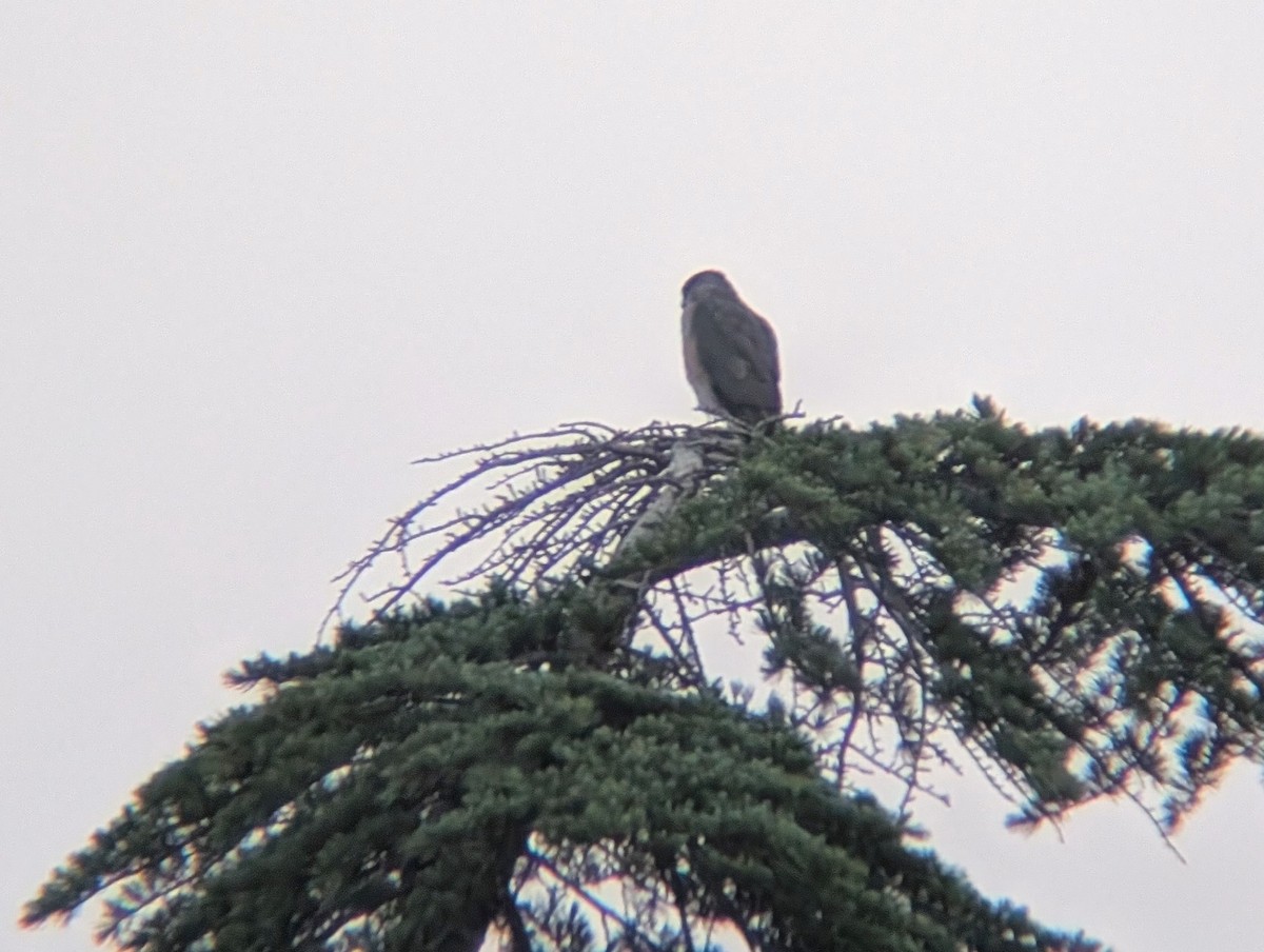 Cooper's Hawk - ML635892643