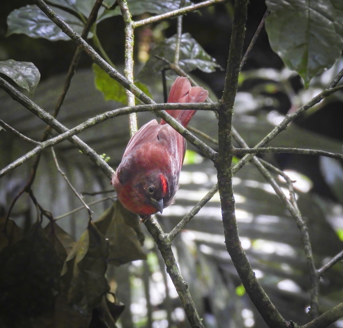 Red-crowned Ant-Tanager (Atlantic) - ML635892687