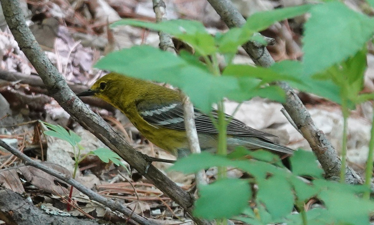 furuparula - ML635892747