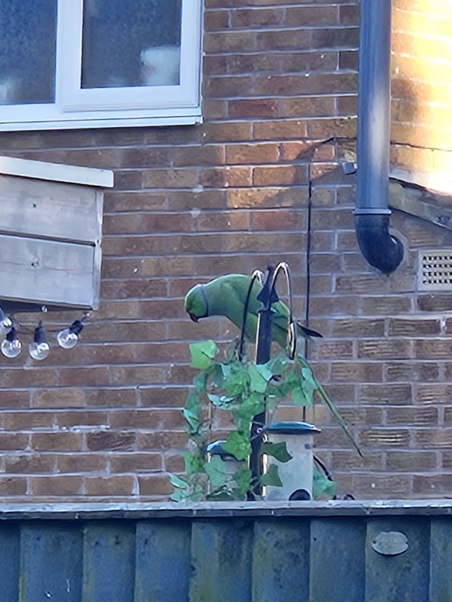 Rose-ringed Parakeet - ML635892798