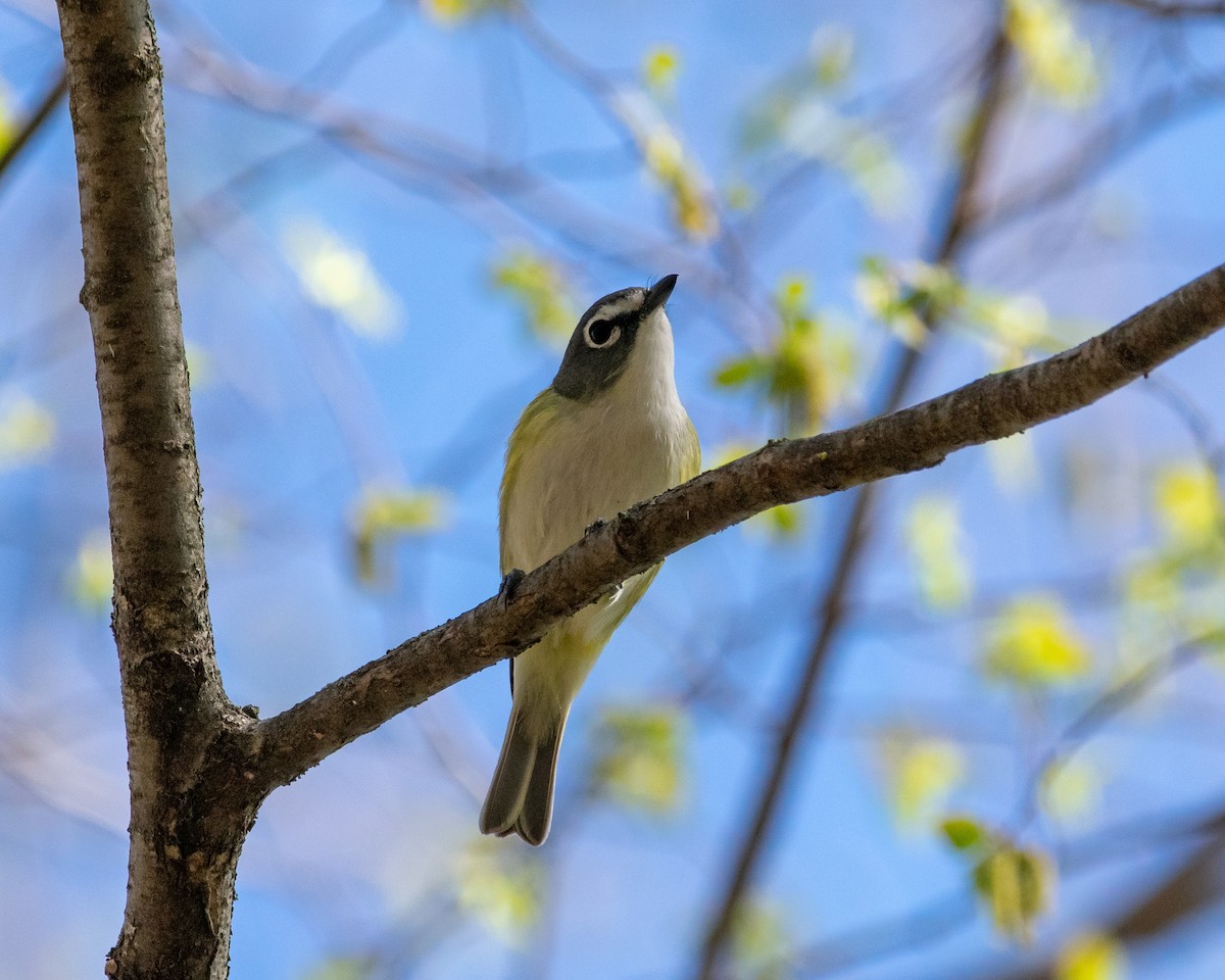 Blue-headed Vireo - ML635892883