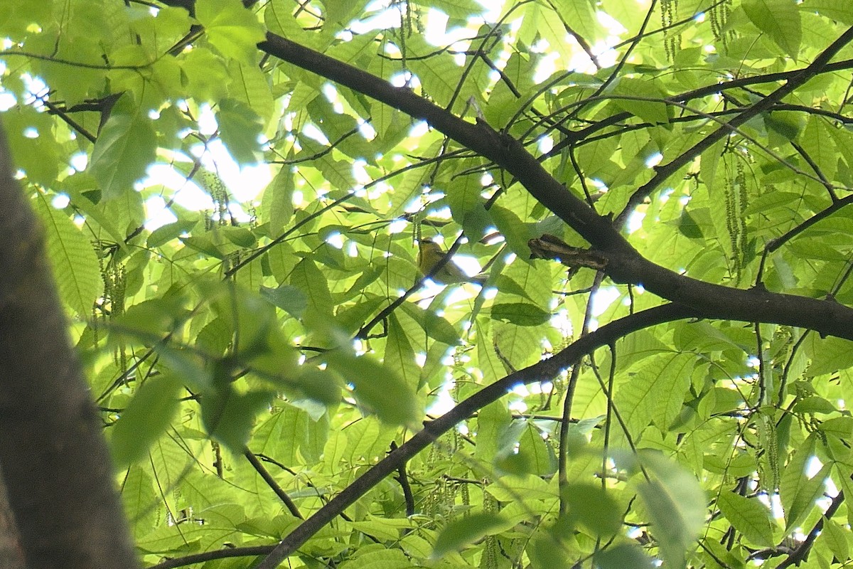 Blauflügel-Waldsänger - ML635893142