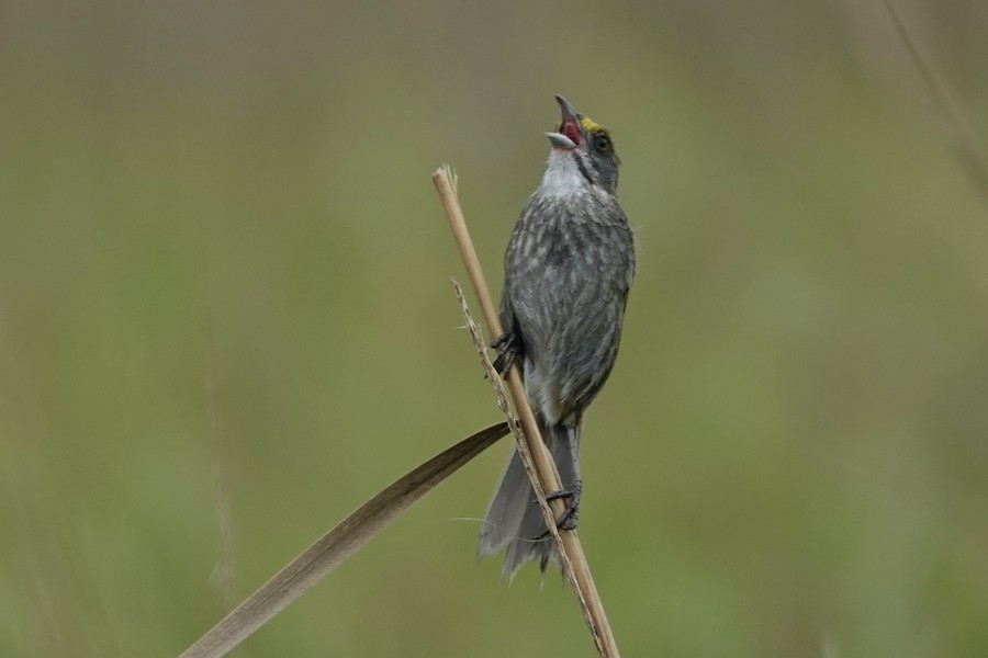 Seaside Sparrow (Atlantic) - Margaret Flinner