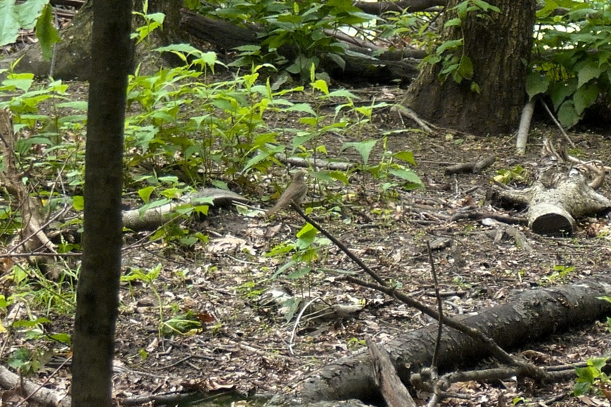 Catharus sp. - ML635893206