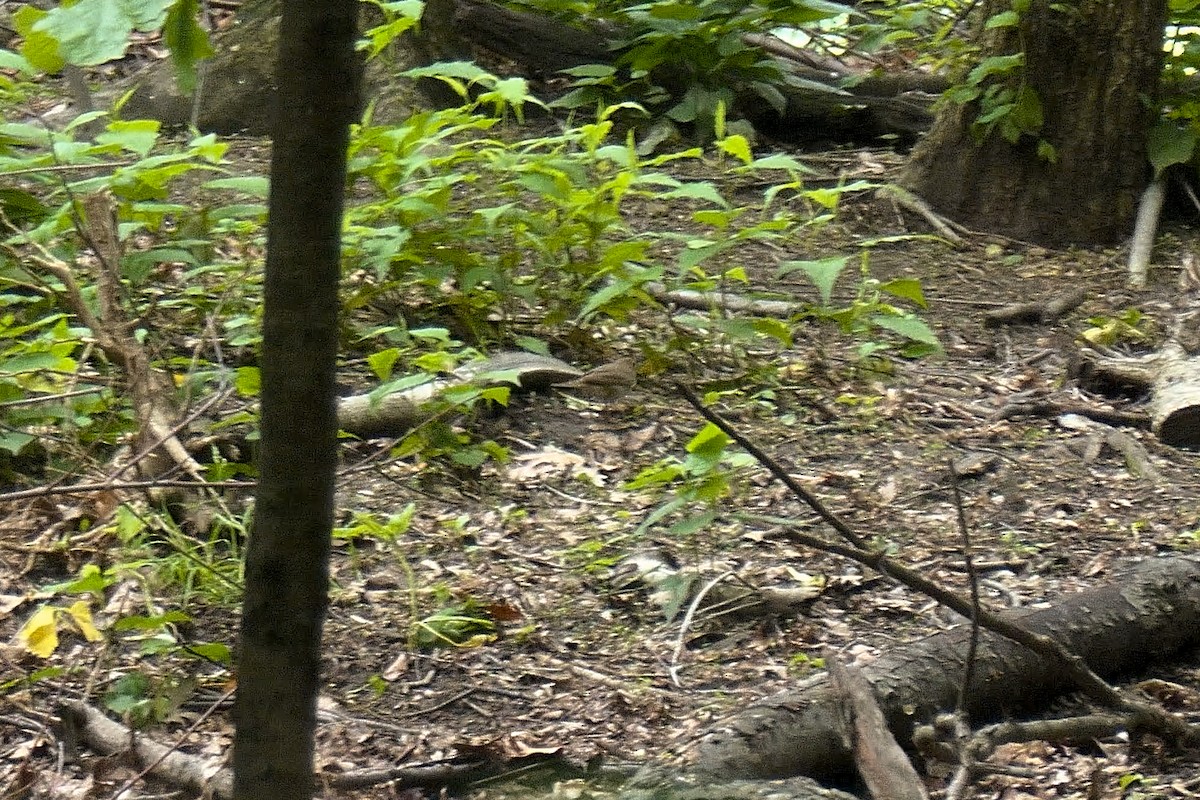 Catharus sp. - ML635893216