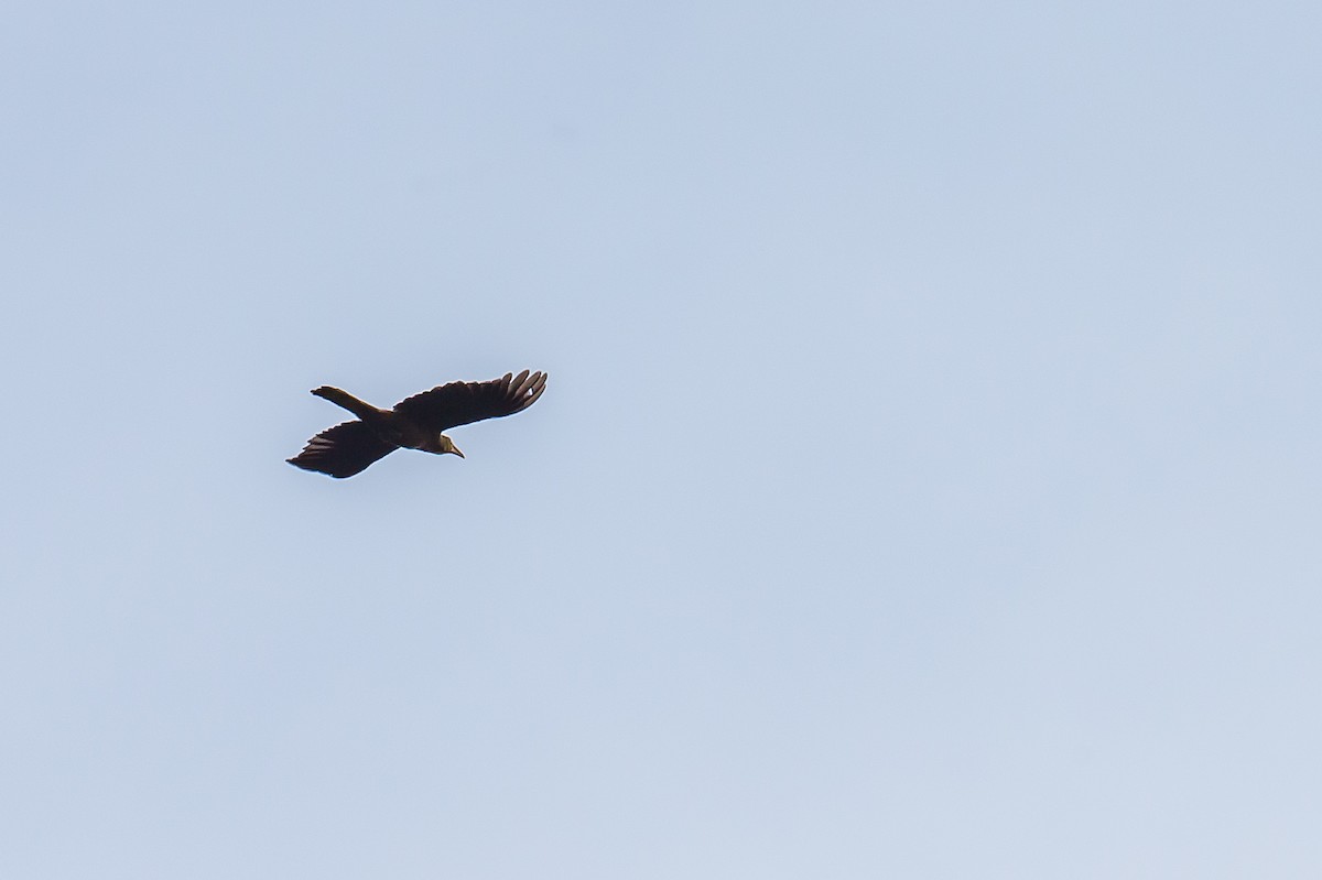 Olive Oropendola - ML635893590