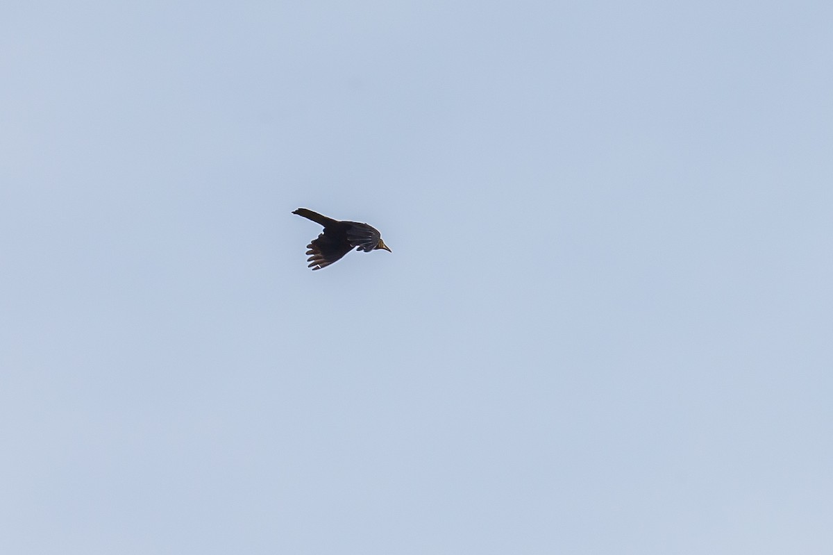 Olive Oropendola - ML635893591