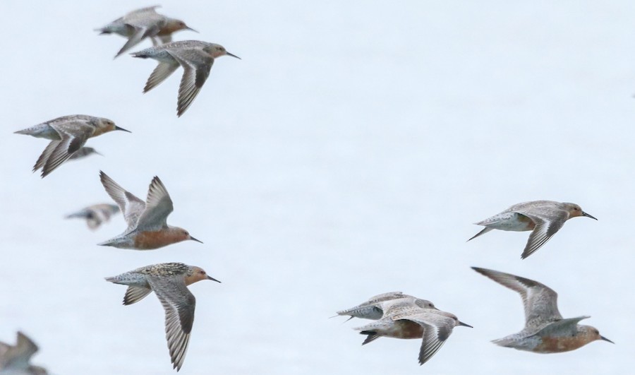 Red Knot - Roger Horn