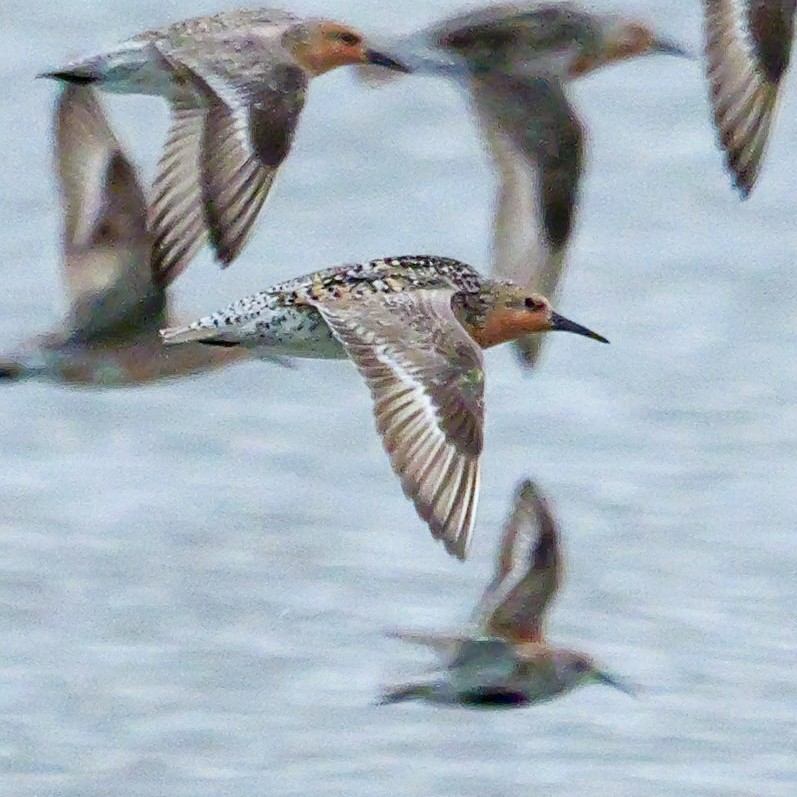 Red Knot - Roger Horn