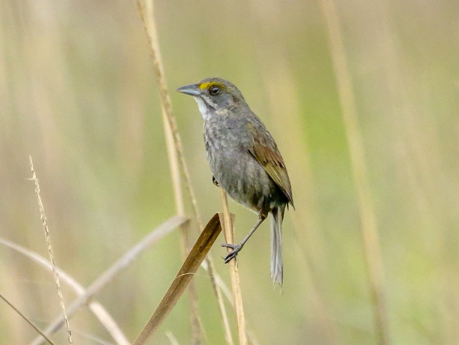 Seaside Sparrow (Atlantic) - Roger Horn