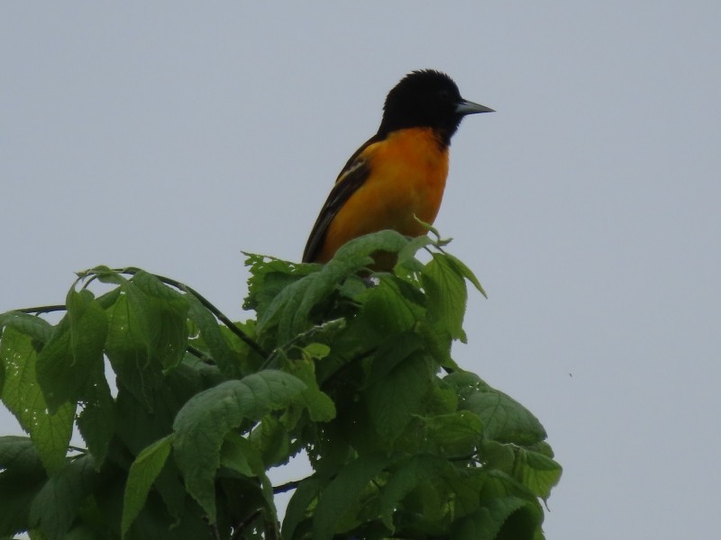 Oriole de Baltimore - ML635893724