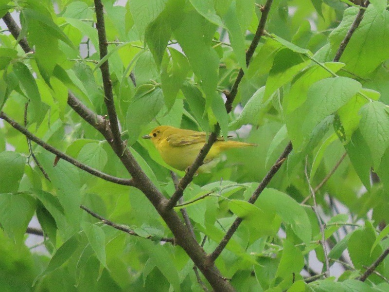 Paruline jaune - ML635893799