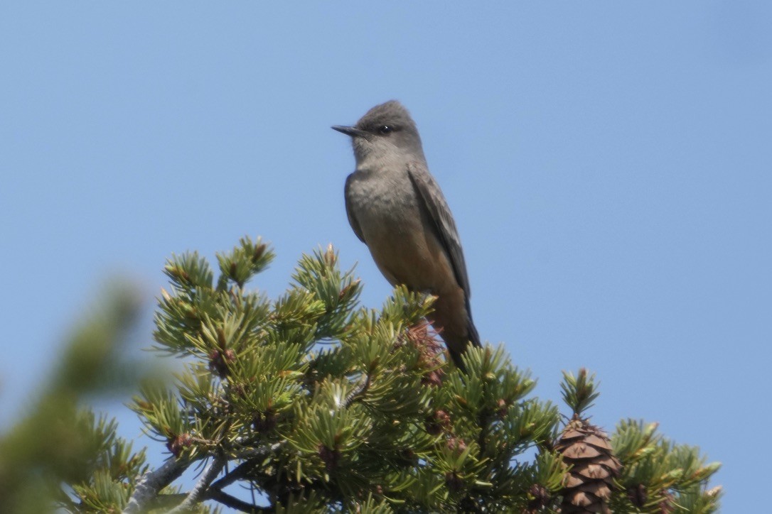 Say's Phoebe - ML635893841