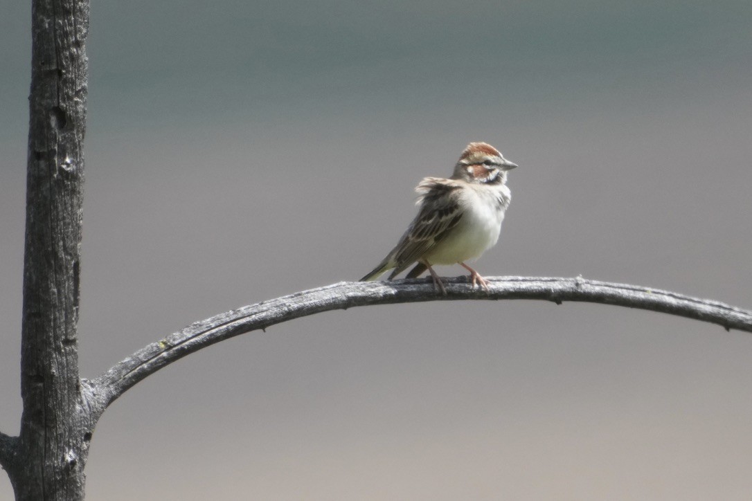 Lark Sparrow - ML635893848