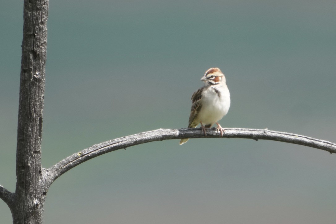 Lark Sparrow - ML635893859