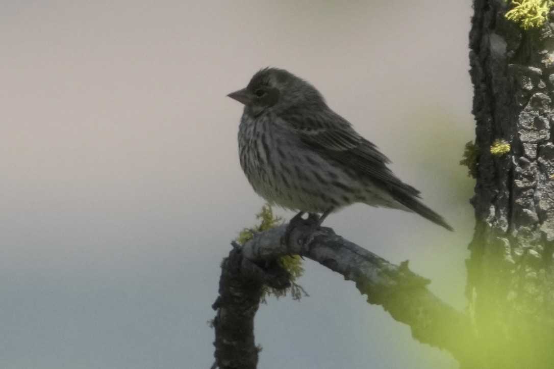 Cassin's Finch - ML635893919