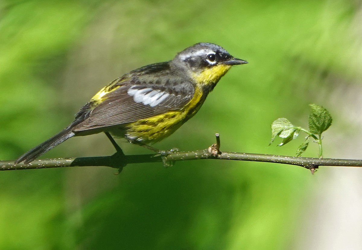 Magnolia Warbler - ML635894048