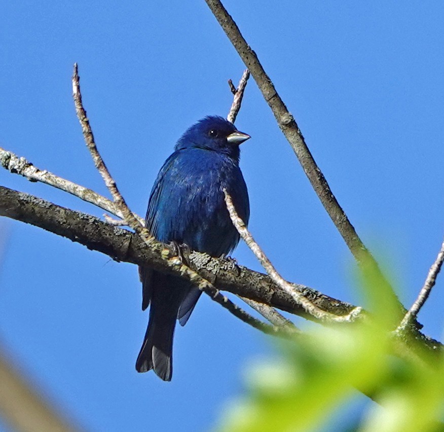 Indigo Bunting - ML635894072
