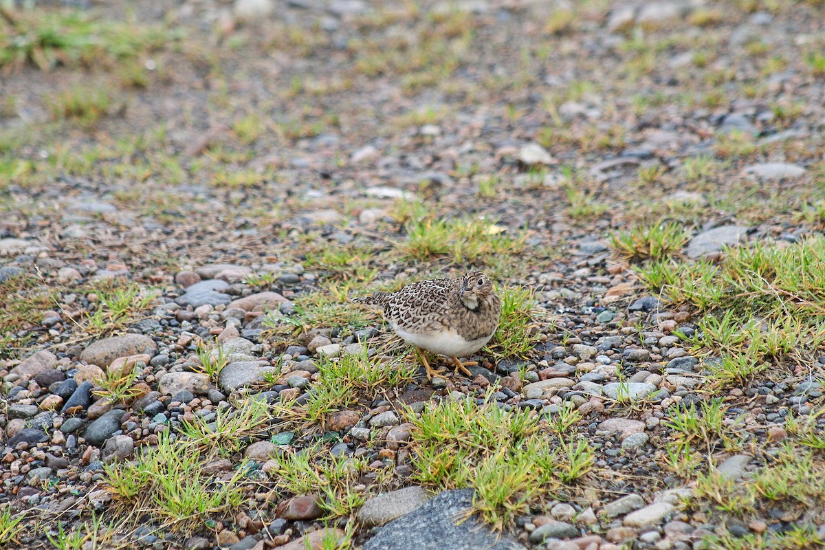 Gray-breasted Seedsnipe - ML635894094