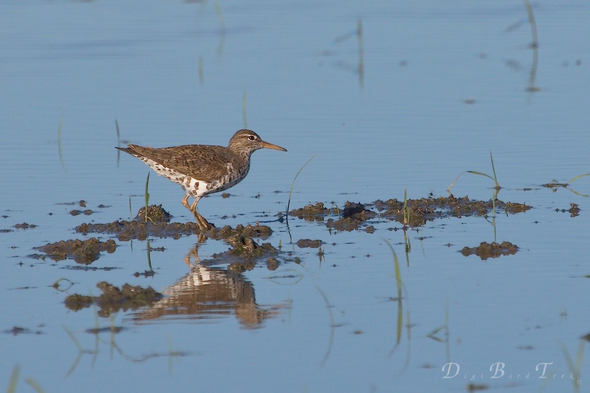 Spotted Sandpiper - DigiBirdTrek CA