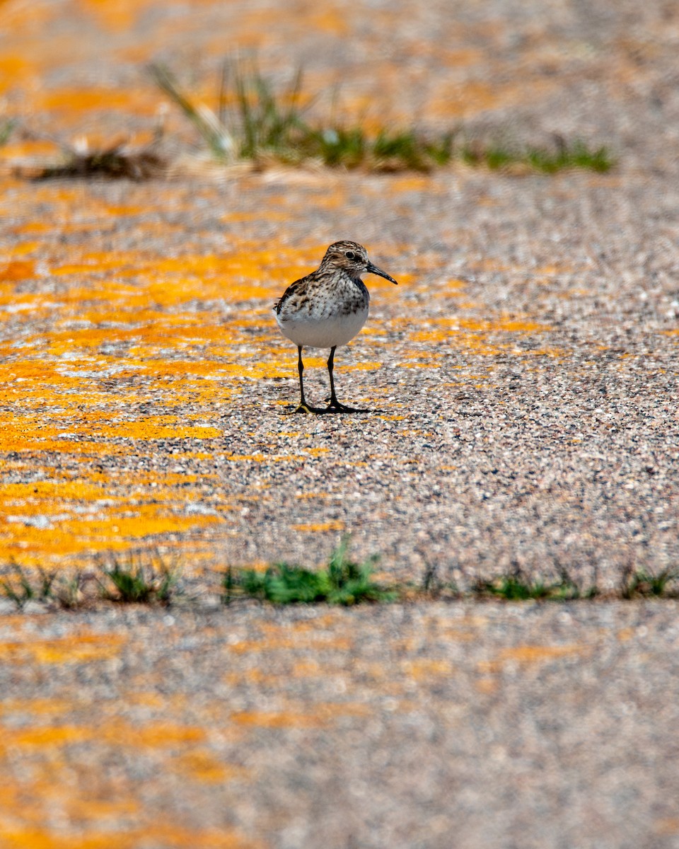 Least Sandpiper - ML635894462