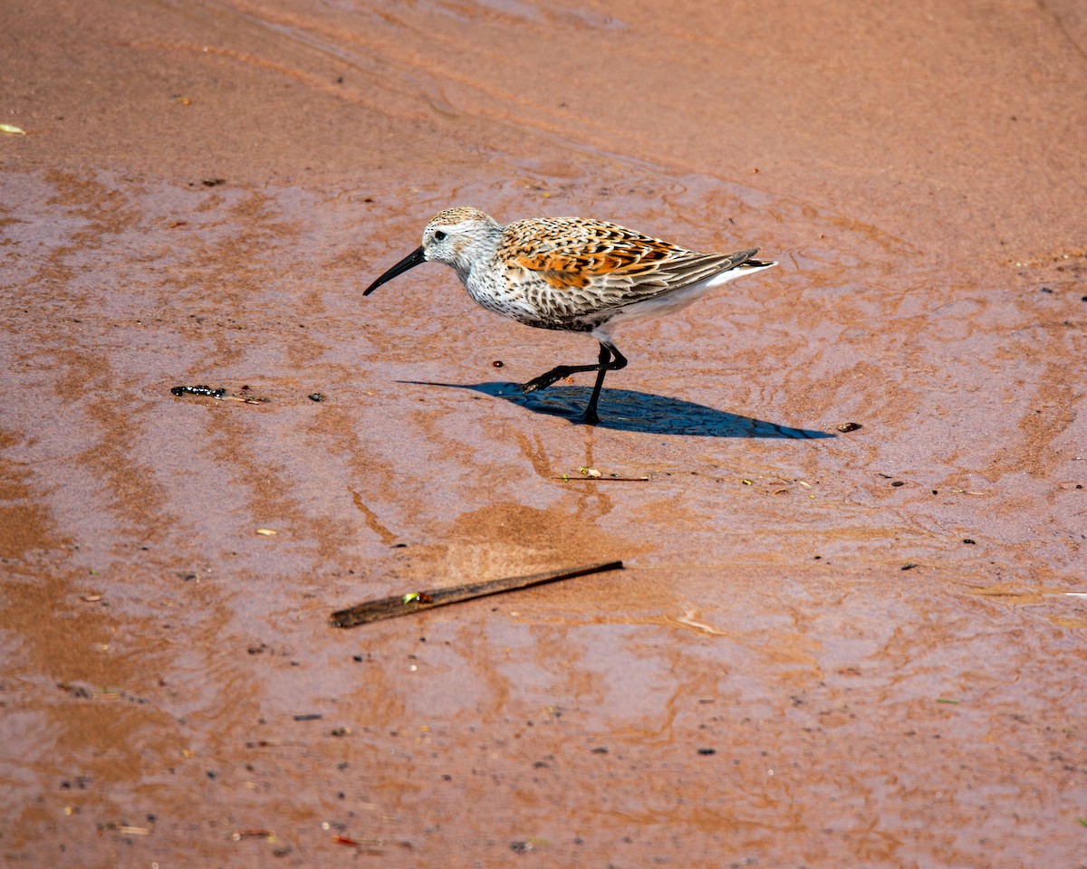 Dunlin - ML635894469