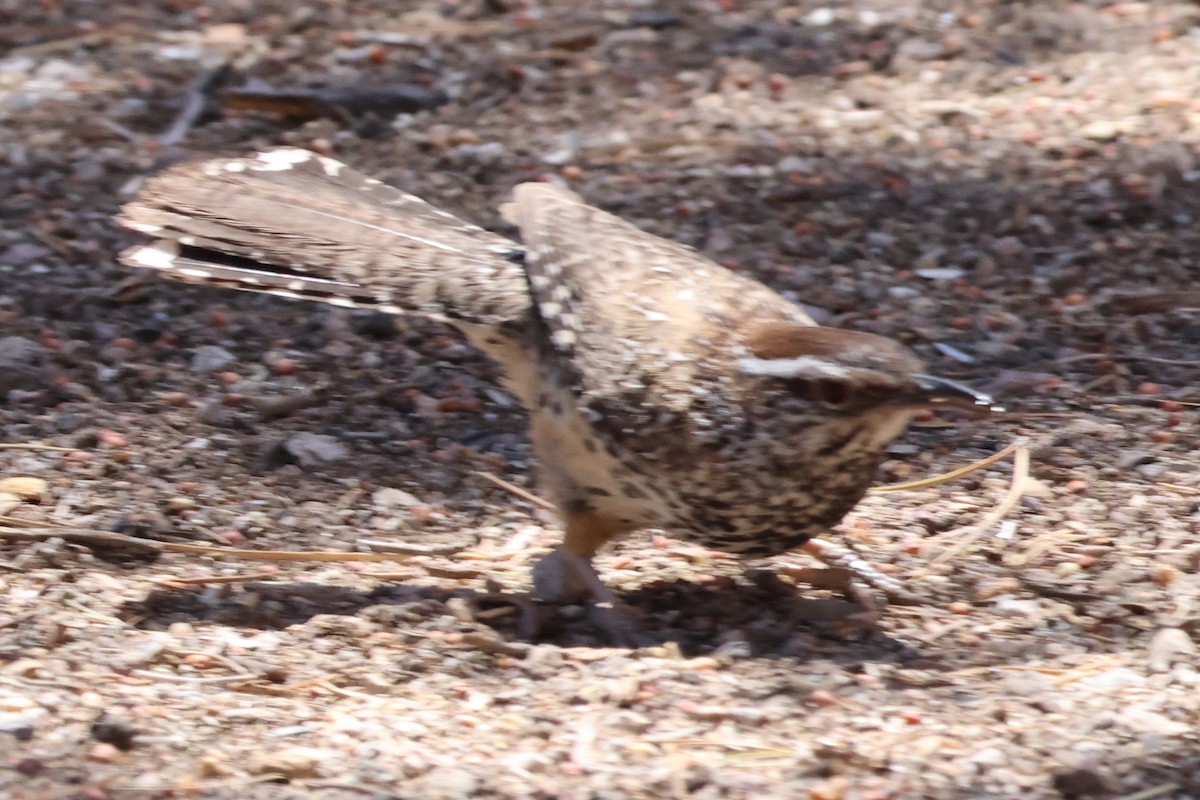 Cactus Wren - ML635894513