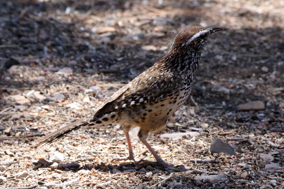 Cactus Wren - ML635894514