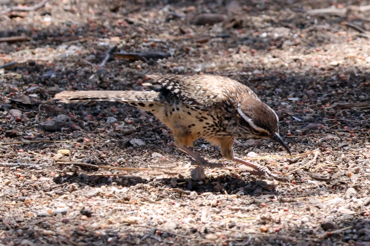 Cactus Wren - ML635894515