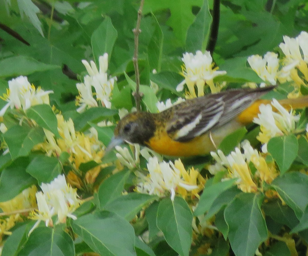 Baltimore Oriole - ML635894572